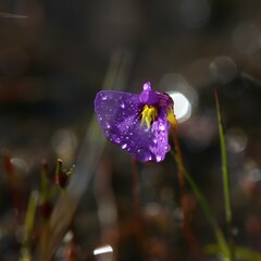 Utricularia petertaylorii