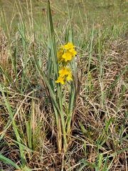 Hypoxis rigidula