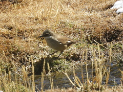 Cinclodes albiventris