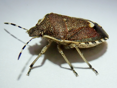 Holcostethus sphacelatus