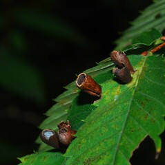 Paracolopha morrisoni