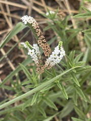 Heliotropium steudneri