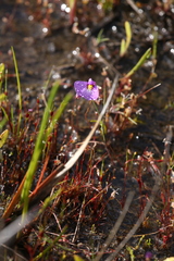 Utricularia petertaylorii