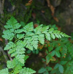 Davallia mariesii