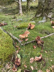 Tricholoma fulvum
