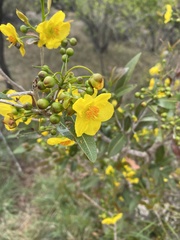 Ochna natalitia