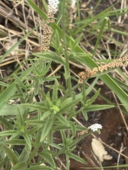 Heliotropium steudneri