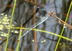 Austrolestes annulosus