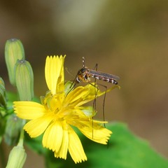 Tripteroides bambusa