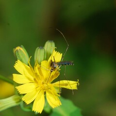 Tripteroides bambusa