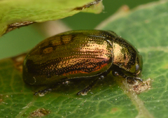 Phratora vitellinae