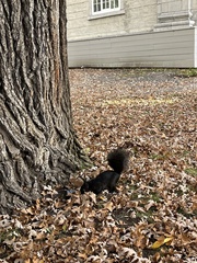 Sciurus carolinensis