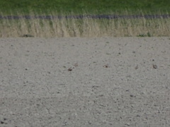 Charadrius morinellus