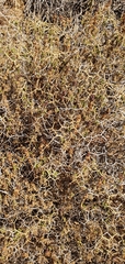 Sarcopoterium spinosum