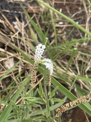 Heliotropium steudneri