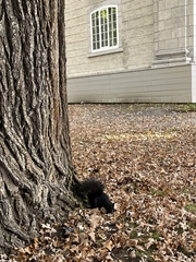 Sciurus carolinensis