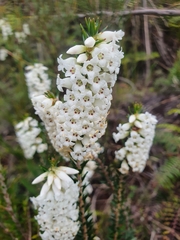 Epacris obtusifolia