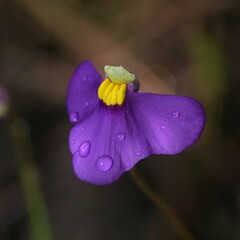 Utricularia benthamii