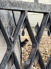 Sciurus carolinensis