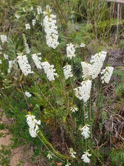 Epacris obtusifolia