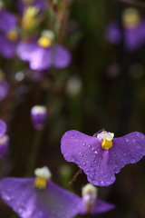 Utricularia benthamii