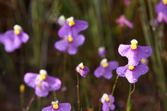 Utricularia benthamii