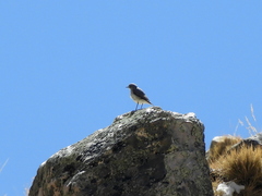 Muscisaxicola cinereus