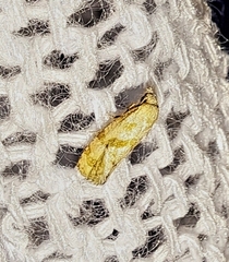 Platphalonidia magdalenae