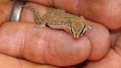 Pachydactylus geitje