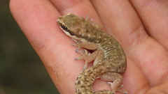 Pachydactylus geitje