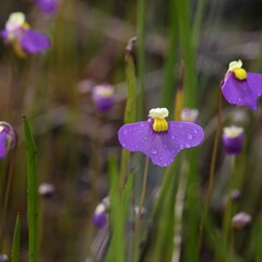 Utricularia benthamii