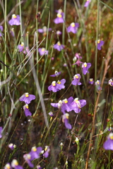 Utricularia benthamii