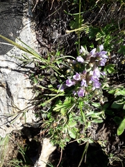 Gentianella ramosa