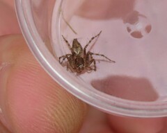 Oxyopes