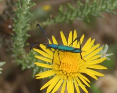 Hypocrites scabriusculus