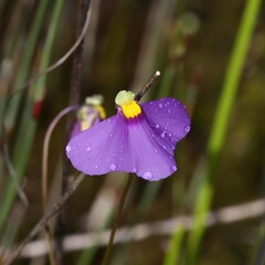 Utricularia benthamii