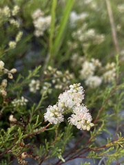 Polygonum dentoceras