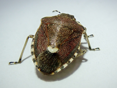 Holcostethus sphacelatus