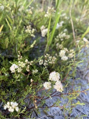 Polygonum dentoceras