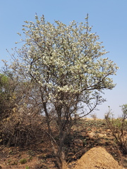 Brachylaena rotundata