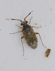 Eurystylus bellevoyei