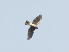 Accipiter gularis