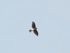 Accipiter gularis