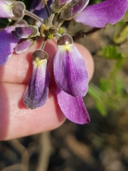 Mundulea sericea