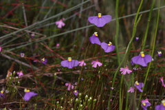 Utricularia benthamii