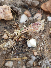 Ledebouria inquinata