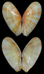 Tellinella philippii