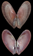 Tellinella philippii