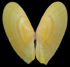 Tellinella philippii
