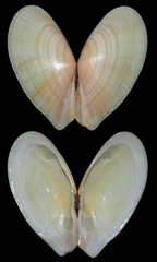 Tellinella philippii